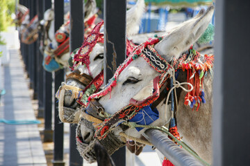 Fototapeta na wymiar Donkeys in Mijas