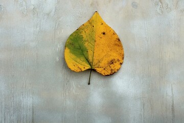 yellow heart shaped grape vine leaf in autumn on a rustic gray wood background