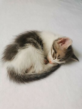 Little cat taking a nap