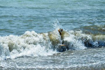 Dog playing with a stick by the sea. A dog brings a stick thrown into the sea.