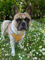 Fototapeta premium French bulldog in a park, green grass and daisy flowers
