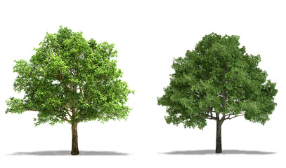 English Oak (Quercus Robur) and Willow Oak (Quercus Phellos) Trees isolated on white Background,...