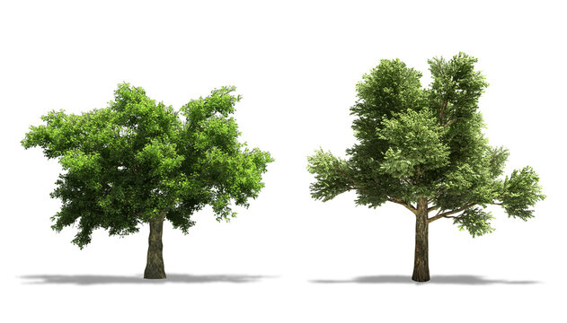 Holm Oak (Quercus ilex) and Sessile Oak (Quercus Petraea) Plant Trees, Isolated on White Background