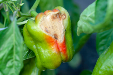 Sweet Bulgarian pepper, affected by Vertex Rot or pepper anthracnose, on a bush close-up....