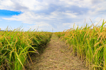 Korean traditional rice farming. Korean rice farming scenery. Korean rice paddies.Rice field and the sky in Ganghwa-do, Incheon, South Korea.