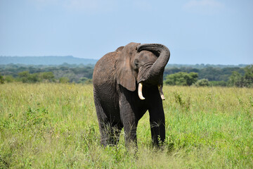 Fototapeta na wymiar wild elephant in a national park in Africa. protection of wild elephants