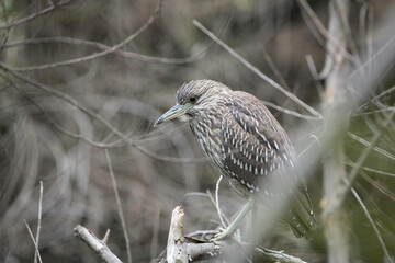 Black-crowned Night-Heron (Nycticorax nycticorax) perches on a tree branch at a pond in Franklin Canyon, Beverly Hills, CA.