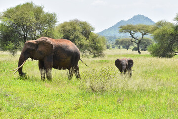 Naklejka na ściany i meble A large national park in Africa. Wildlife protected nature of Tanzania. Wild scenic landscape.