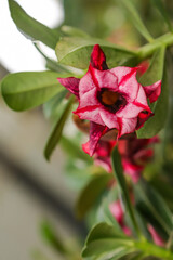 Rosa do Deserto Yuijao flower with center focus and rest of image blurred
