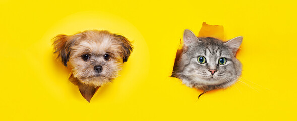 Funny gray kitten and smiling dog on trendy yellow background. Lovely fluffy cat and puppy of Shih tzu breed climbs out of hole in colored background. Wide angle horizontal wallpaper or web banner.