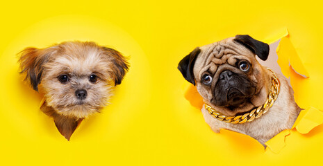 Funny dogs on trendy yellow background. Lovely puppies of pug and Shih tzu breed climbs out of hole in colored background. Wide angle horizontal wallpaper or web banner.