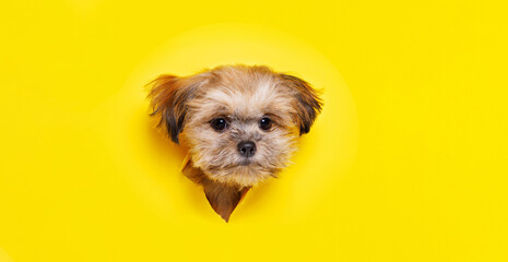 Funny dog on trendy yellow background. Lovely puppy of Shih tzu climbs out of hole in colored...