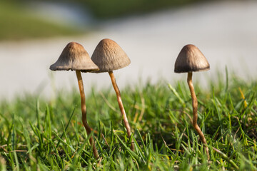 Small mushrooms in the grass
