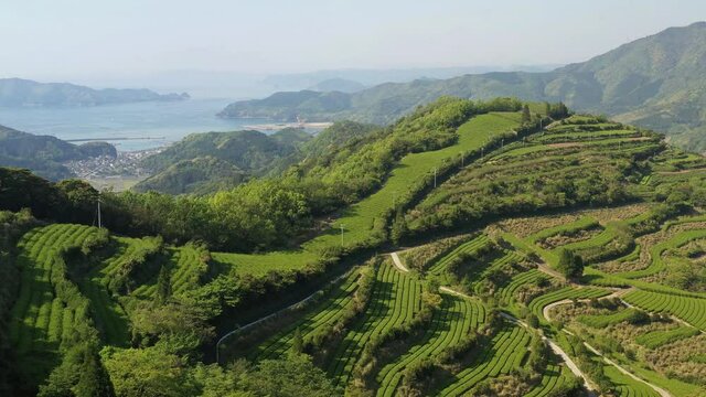 海を背に急斜面に広がる広大な茶畑