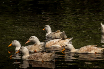 Domestic goose grazing and swimming Birds of Prey Centre Coleman Alberta Canada