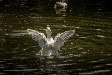 Domestic goose grazing and swimming Birds of Prey Centre Coleman Alberta Canada