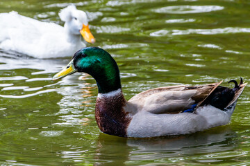 Mallard drake swimming on a pond. Birds of Prey Centre, Coledale, Alberta, Canada