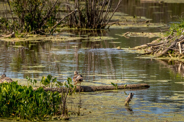Mallard hen preening Elk Island National Park Alberta Canada