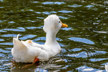 Crested Duck swiming on a pond. Birds of Prey Centre, Coledale, Alberta, Canada