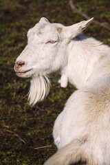 Obraz na płótnie Canvas White goat without horns watching.