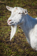 Obraz premium White goat without horns watching.