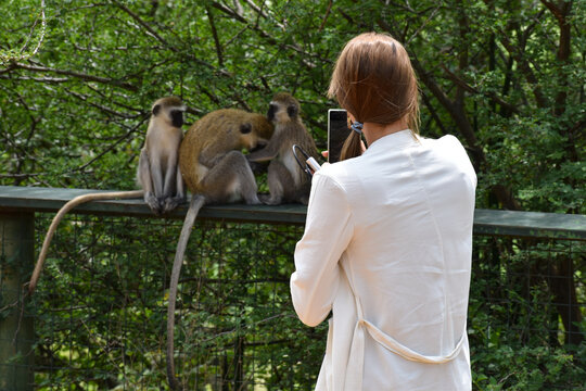 woman in a national park in africa photographs animals. tourist with a camera looking at a monkey