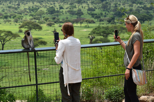 woman in a national park in africa photographs animals. tourist with a camera looking at a monkey