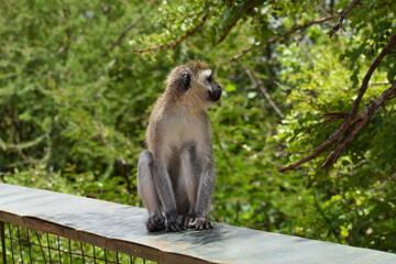 Wild monkeys in a national park in Africa. Macaques and chimpanzees in Tanzania