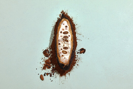 cacao cocoa plant fruit on cocoa 