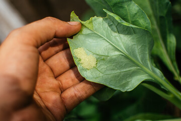 Moth or butterfly (Lepidoptera) eggs on green leaf. Pests in garden plots. Farmer checking the...