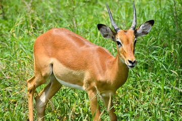 Naklejka na ściany i meble Wild deer in a national park in Africa. Antelopes in Tanzania