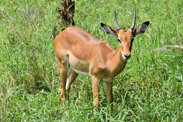 Naklejka na ściany i meble wild animals of africa. tanzania national reserve. savannah wild world