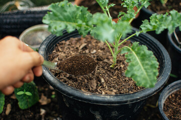Man's hand is sowing organic fertilizer for plants by spoon.  Manure fertilizer rich in nitrogen for growth.