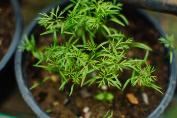 Top view of little plants (Dill). Close up of fresh dill.