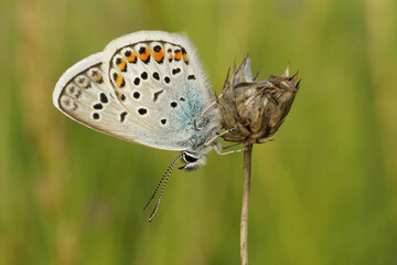 Close up on a silver-studded blue Plebejus argus with closed wings