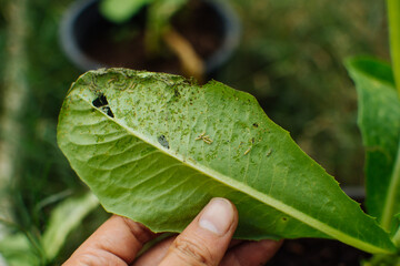 lots of caterpillars eating plant leaves. Caterpillar damage in garden plots. Pests in garden plots. Selective focus. 