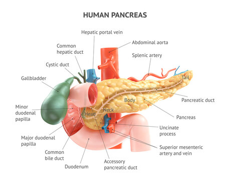 Anatomically accurate illustration of human pancreas with gallbladder, duodenum and blood vessels. 3d rendering with properly placed text captions of all anatomical parts