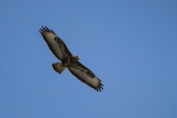 Mäusebussard auf der Jagd