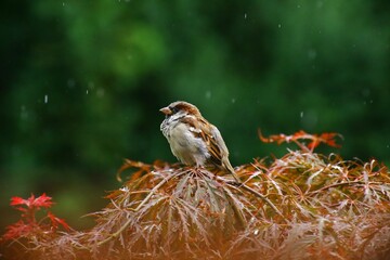 Male house sparrow (Passer domesticus) perching on a red bush