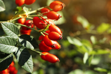 Rose hip bush with ripe red berries in garden, closeup