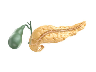 Anatomically accurate illustration of human pancreas with gallbladder. Cut section of pancreas with visible pancreatic duct. 3d rendering