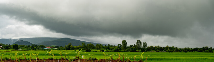 Fototapeta na wymiar panorama heavy clouds on sky over rice field in rural