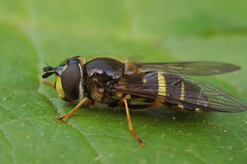 Closeup on the yellow girdled syrph,  Dasysyrphus tricinctus on a green leaf