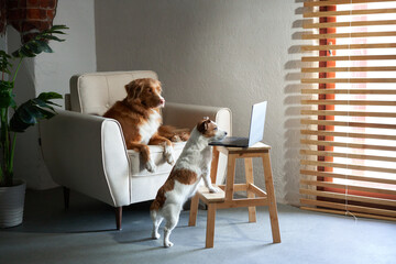 two dogs behind a laptop. Nova Scotia Duck Tolling Retriever and Jack Russell Terrier