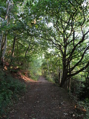 Path in the autumn woods