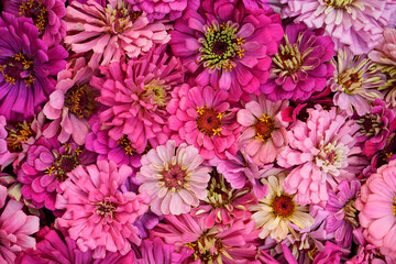 Background, flat lay image of pink zinnia flower heads.
