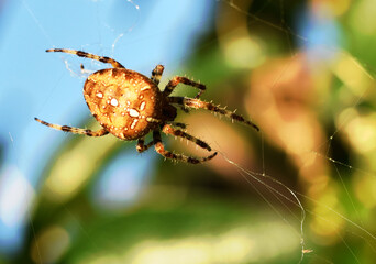 closeup of a garden spider repairing its web