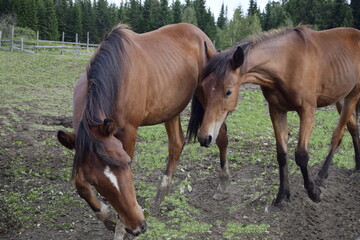 horses in the meadow