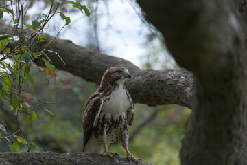 red-tailed hawk (Buteo jamaicensis) perched on a tree