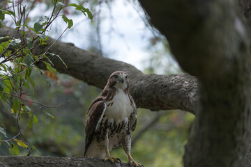 red-tailed hawk (Buteo jamaicensis) perched on a tree